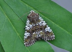 Cameo (Crypsedra gemmea)