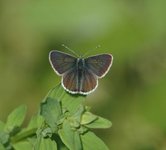 Sankthansblåvinge (Aricia artaxerxes)