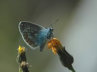 Tiriltungeblåvinge (Polyommatus icarus)