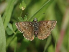 Dingy Skipper (Erynnis tages)