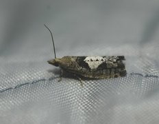 Grå kveldvikler (Epinotia brunnichana)
