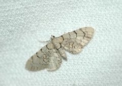 Marmordvergmåler (Eupithecia venosata)