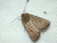 Lyst ringurtefly (Hoplodrina octogenaria)