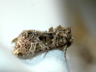 Fiolett nellikfly (Sideridis rivularis)