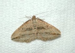 Oblique Carpet (Orthonama vittata)