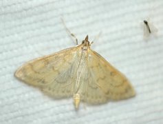 Translucent Pearl (Paratalanta hyalinalis)