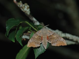 Ospesvermer (Laothoe populi)