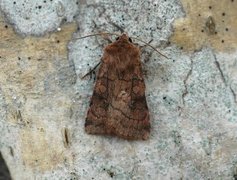 Six-striped Rustic (Xestia sexstrigata)