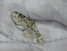 Green Pug (Pasiphila rectangulata)