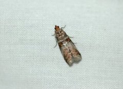 Rognesmalmott (Acrobasis advenella)