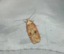 Angelica Flat-body (Agonopterix angelicella)