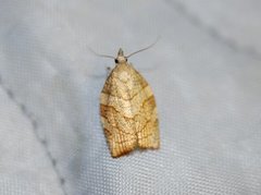 Chequered Fruit-tree Tortrix (Pandemis corylana)