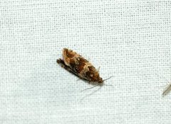 Thyme Marble (Celypha cespitana)