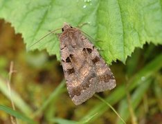 Square-spotted Clay (Xestia stigmatica)