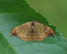 Dusky Hook-tip (Drepana curvatula)