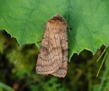 Six-striped Rustic (Xestia sexstrigata)