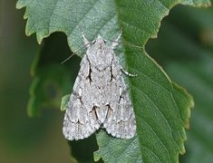 Grey Dagger (Acronicta psi)
