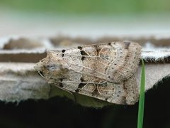 Plain Clay (Eugnorisma depuncta)