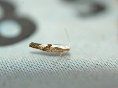Cherry Fruit Moth (Argyresthia pruniella)