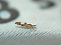 Kirsebærmøll (Argyresthia pruniella)