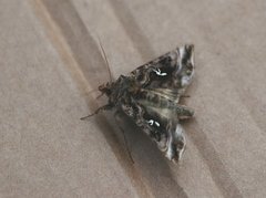 Fiolettbrunt metallfly (Autographa pulchrina)