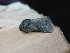 Pale Eggar (Trichiura crataegi)