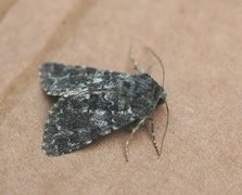 The Grey (Hadena caesia)