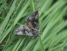 Skogmetallfly (Syngrapha interrogationis)