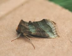 Større båndmetallfly (Diachrysia chrysitis)