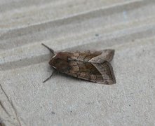 Brunt stengelfly (Hydraecia micacea)