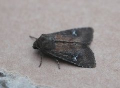 Teglrødt engfly (Apamea lateritia)