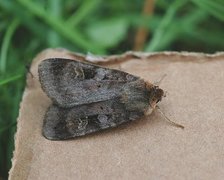 Rødfrynset teglfly (Diarsia brunnea)