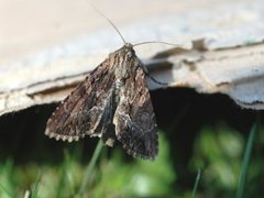 Stort engfly (Apamea monoglypha)