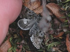 Svartflekkheifly (Anarta melanopa)