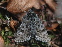 Svartflekkheifly (Anarta melanopa)