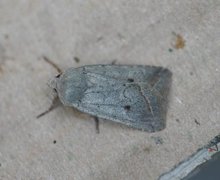 Red-line Quaker (Agrochola lota)