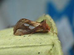 Gold Spot (Plusia festucae)