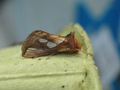 Langstreket metallfly (Plusia festucae)