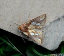 Langstreket metallfly (Plusia festucae)