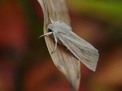 Takrørfly (Rhizedra lutosa)