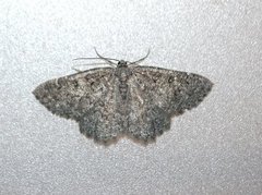 Tannringmåler (Charissa obscurata)