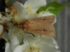 Teglrødt gressfly (Mythimna ferrago)