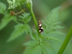 Lampronia rupella