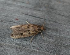 Brown House Moth (Hofmannophila pseudospretella)