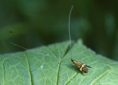 Yellow-barred Long-horn (Nemophora degeerella)