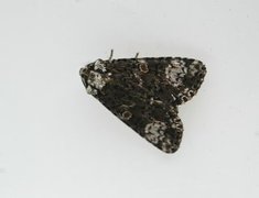 The Coronet (Craniophora ligustri)