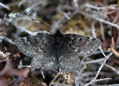 Fjellmåler (Glacies coracina)