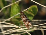 Lyngprydvikler (Phiaris schulziana)