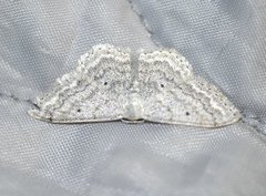 Cream Wave (Scopula incanata)