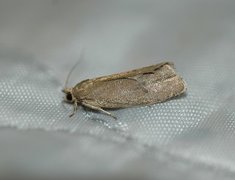 Great Marble (Pseudosciaphila branderiana)